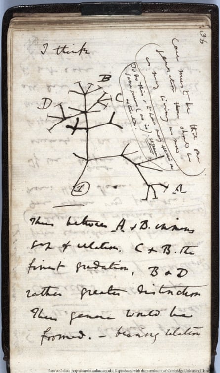 Charles Darwin’s seminal 1837 Tree of Life sketch from a notebook that has, along with another Charles Darwin manuscript, been reported as stolen from Cambridge University Library.