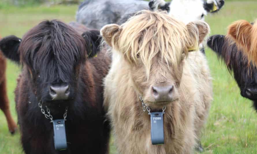 Cows fitted with GPS trackers as part of the Abergwesyn trial.