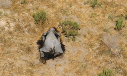 One of the hundreds of elephants that have died from unknown causes.
