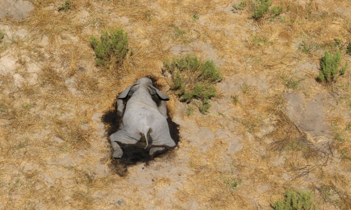 Hundreds of elephants dead in mysterious mass die-off ...