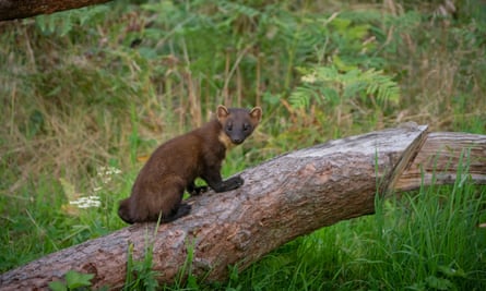 the elusive pine marten, at home in the Highlands.