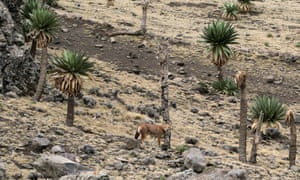 The very rare Ethiopian wolf in the Simien Mountains national park