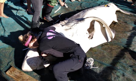The examination of one of the great whites beginsThe incision under the pectoral fin was made by the orca.