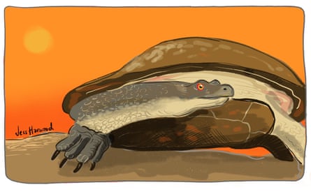 Broad shelled turtle
