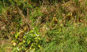 Goslings struggle against a chicken-wire fence