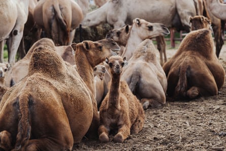 Camels lying down