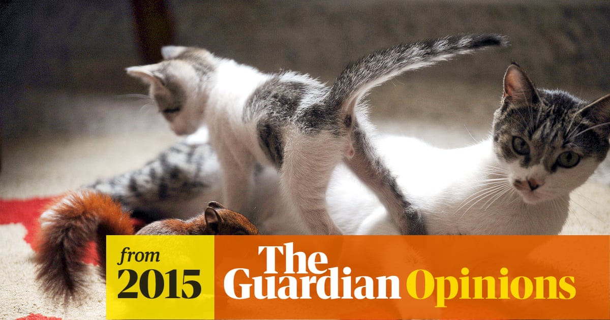 Why Don'T Cats Groom Their Owners? Surprising Truths Revealed