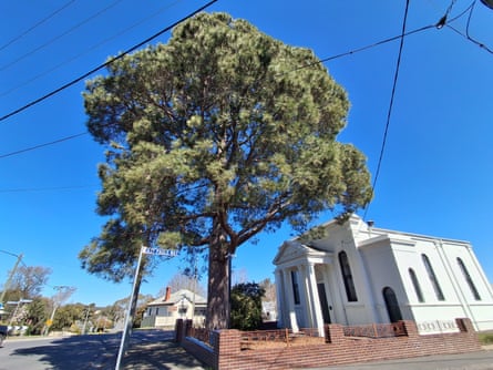 Canary Island pine (Pinus canariensis) in Ballarat Central