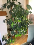 Umbrella plant Sally Nunn, Grimsby