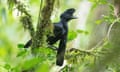 A black bird with a teddy boy-style quiff and a long wattle that hangs below its feet, sitting on a branch