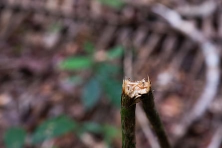 A twig is freshly snapped to mark a trail on the Funai Kawahiva expedition.
