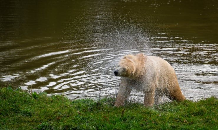 Polar bears are back in Britain. But should they really be living here? Tala, previously from Yorkshire Wildlife Park,shakes off after a dip in a poolPhotograph: Joshua Bright/The Guardian