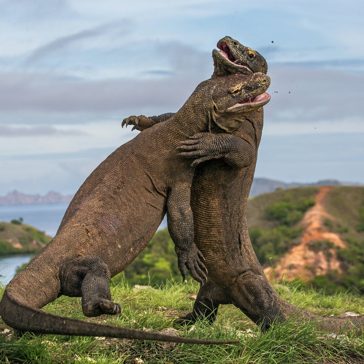 Indonesia cancels Komodo island closure, saying tourists are no threat to dragons | Indonesia | The Guardian