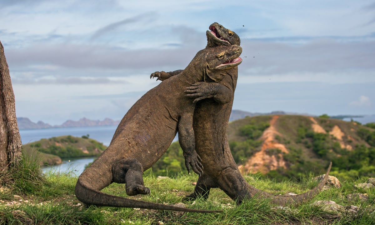 Indonesia cancels Komodo island