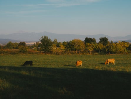 Cows graze in pasture