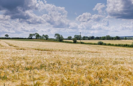 Wheat fields at Boothby Lodge Farm before its rewilding.