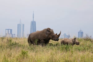 A southern white rhino and her calf inside the Nairobi national park.