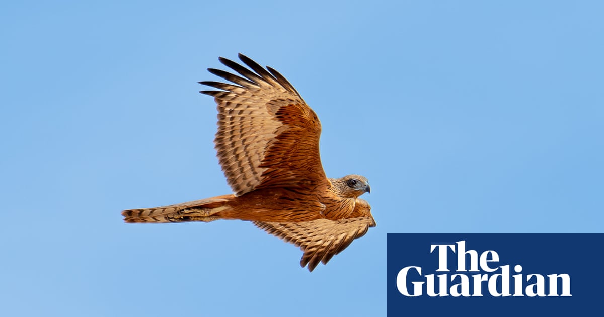‘A hugely significant sighting’: red goshawk photographed for first time in central Australia | Australia news ‘A hugely significant sighting’: red goshawk photographed for first time in central Australia | Australia news