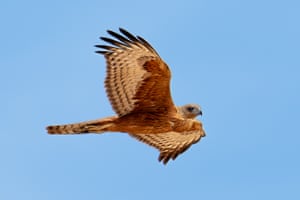Red Goshawk in flight at Newhaven Wildlife Sanctuary NT, Australia. the mysterious red goshawk, a bird that exists nowhere else on Earth, is disappearing from Australia’s landscape as a result of climate change and habitat loss landscape
