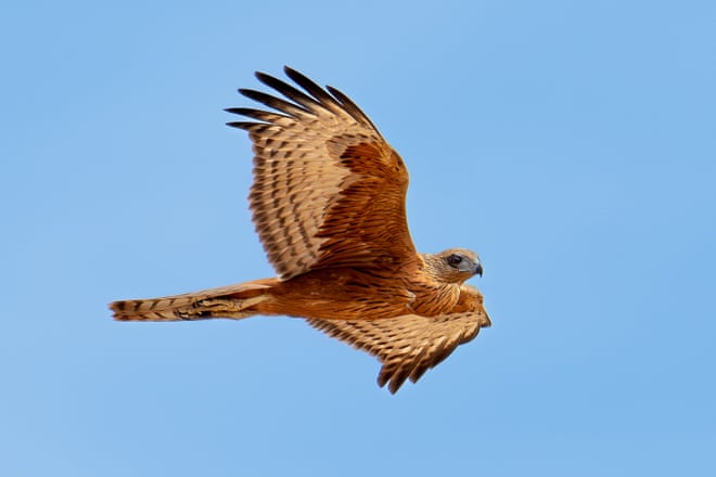 Going extinct ‘right under our noses’: the quiet plight of Australia’s rarest bird of prey Going extinct ‘right under our noses’: the quiet plight of Australia’s rarest bird of prey