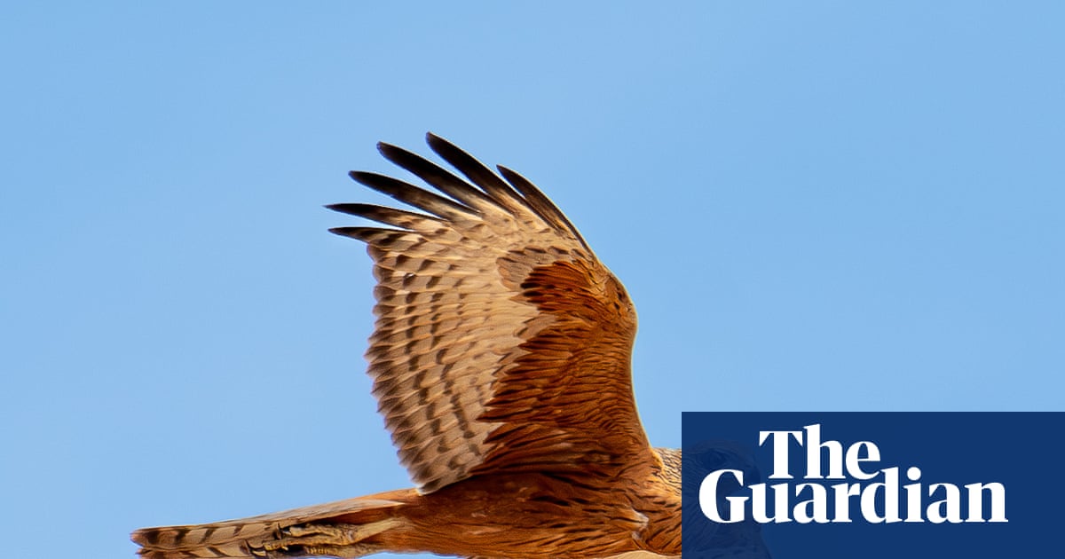Going Extinct ‘right Under Our Noses’: the Quiet Plight of Australi...