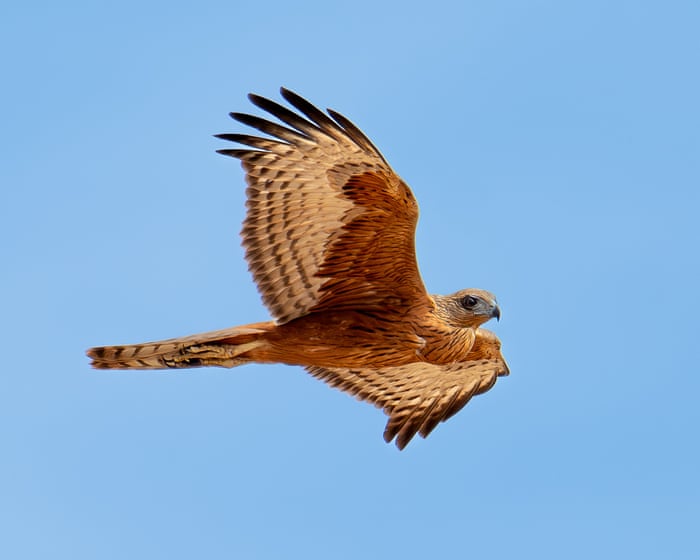 Going extinct ‘right under our noses’: the quiet plight of Australia’s rarest bird of prey