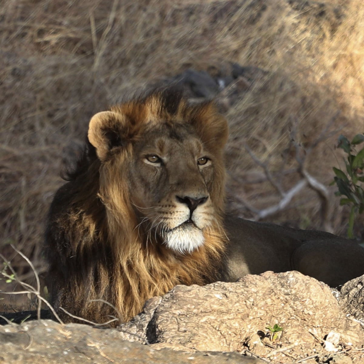 Indian state to open new Asiatic lion sanctuary as numbers soar ...