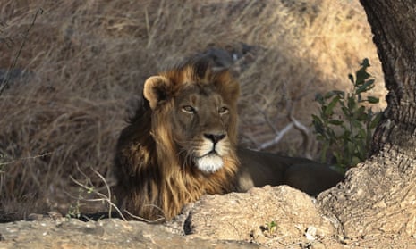 An Asiatic lion at Gir interpretation zone