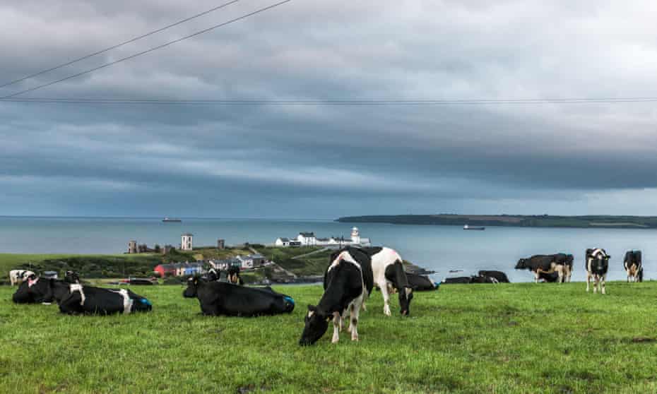 A herd of Friesian cattle in Cork, Ireland