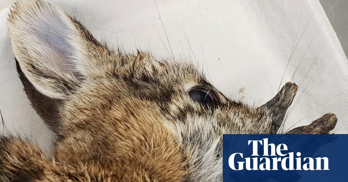 ‘Demon’ rabbits growing hornlike warts in Colorado are no danger, scientists say