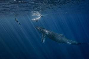 A humpback whale, her calf and a human, French Polynesia
