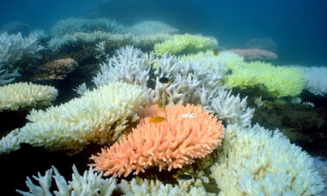 What happens next? The impact of coronavirus on Australia's endangered coral  reefs