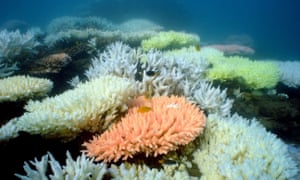 Great Barrier Reef species more at risk from climate change, says study