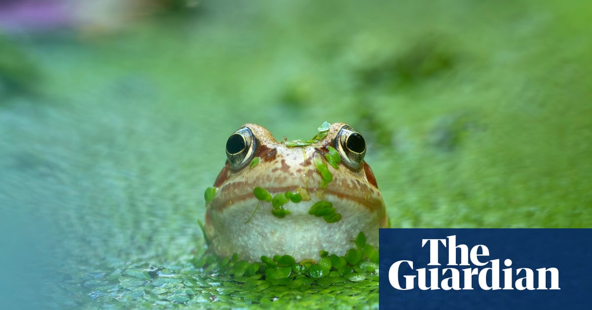 Ponds need more than a drop of protection | Letters