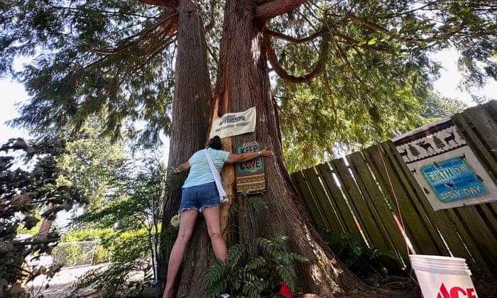 Seattle activists occupy old cedar tree to stop it being cut down