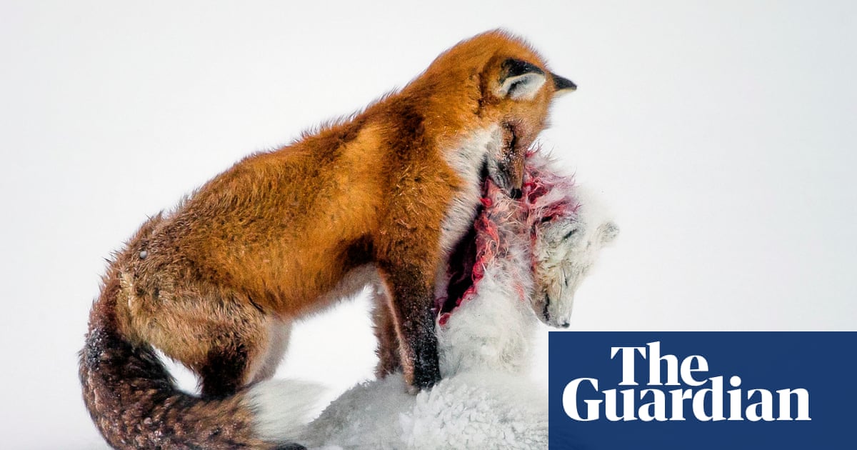 Wildlife photographer of the year 2015 winners - in pictures