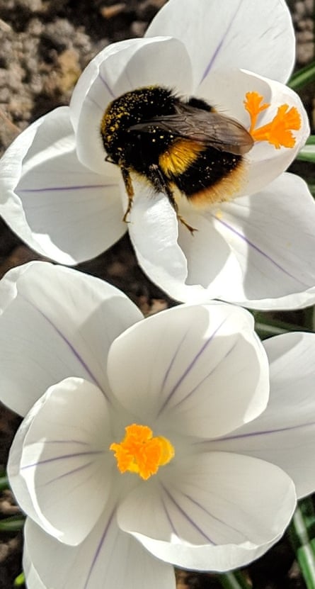 Many readers said they’d seen bumblebees in the garden.