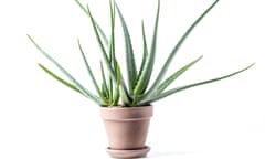 Aloe vera plant in ceramic pot