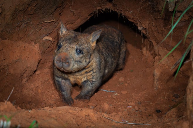 A northern hairy-nosed wombat at Queensland’s Richard Underwood Nature Refuge.Photograph: Brad Leue