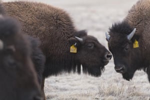 The first calf in the world to be conceived via IVF using eggs and sperm from Yellowstone bison, in Soapstone Prairie Natural Area, Colorado.