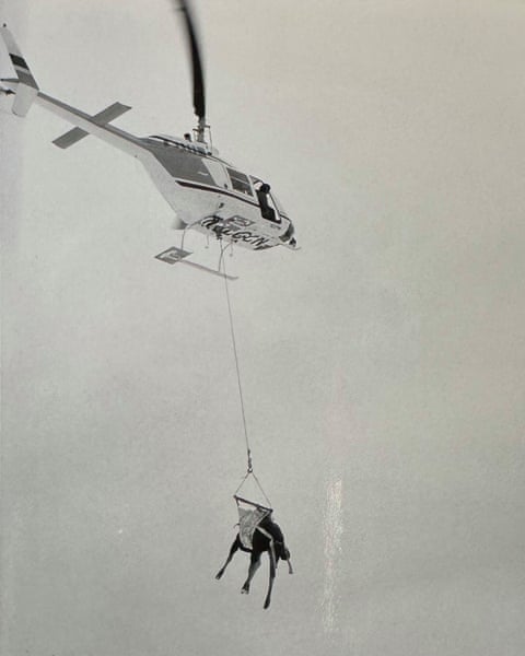 ‘No chain stores, but moose on every corner’: as Colorado herds thrive, clashes with people rise One of 24 moose relocated to northern Colorado from Utah in the 1970s; there are now about 700 there. Photograph: Courtesy of Denver public library
