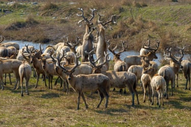 Up in arms … two Père David’s deer squabble at a nature reserve in Yancheng, eastern China