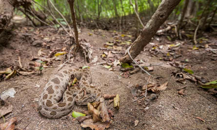 An eastern Russell's viper in undergrowth.