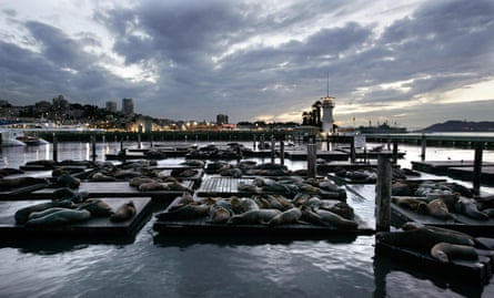 Sea lions sleep on docks at Pier 39 in the San Francisco harbor. The area attracts crowds of tourists and seagulls.