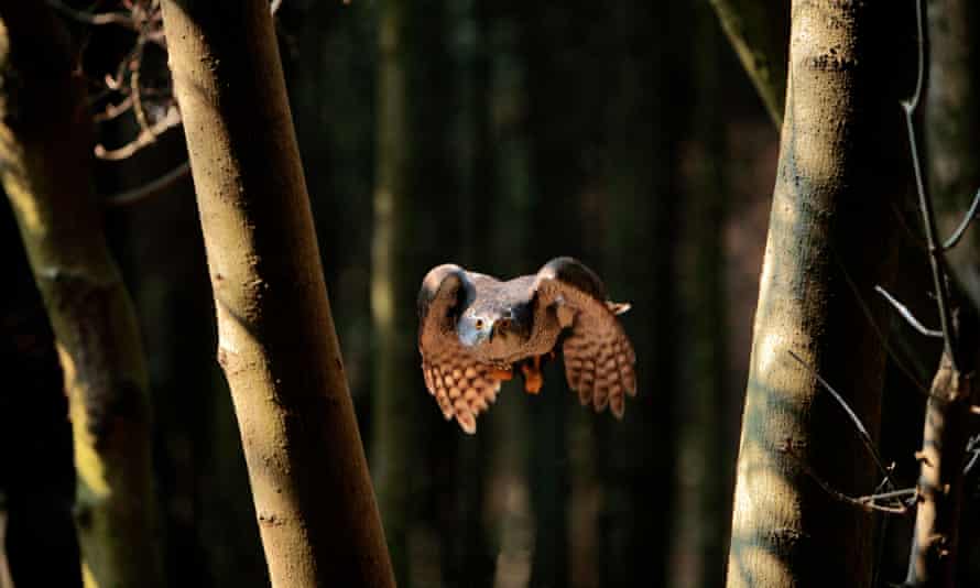 A goshawk flies through woodland in Somerset