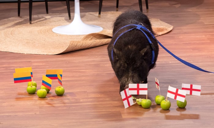 “Mystic Marcus the Psychic Pig “successfully predicting a world cup match on TV in 2018. Bless him.