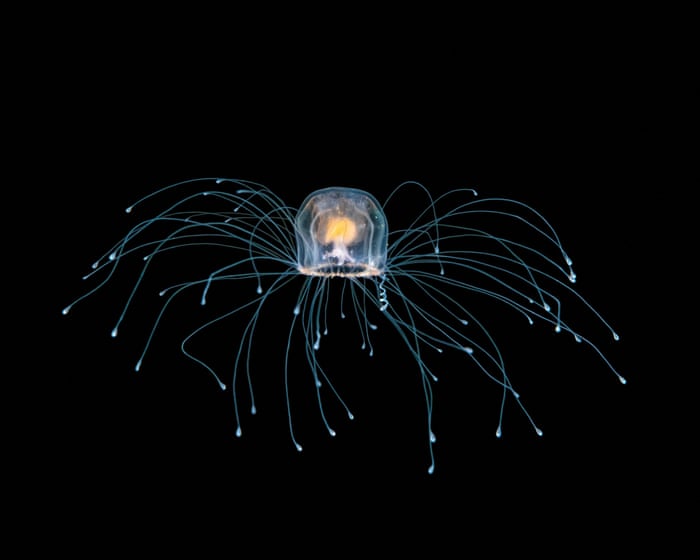 The immortal jellyfish and other mindblowing invertebrates – podcast