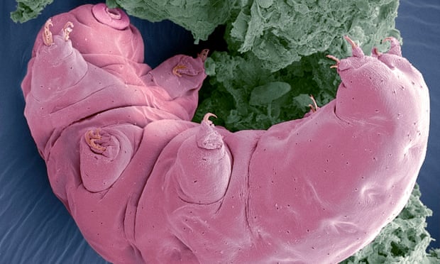 Electron microscope image of a tardigrade