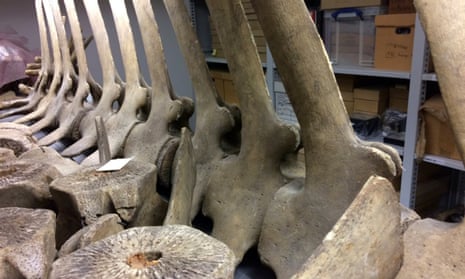 Whale Bones to Be Transformed into Artificial Bones for Medical Ends