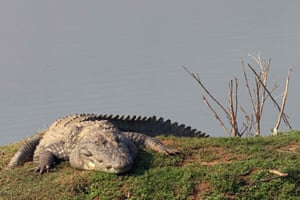 Um crocodilo assaltante espreita na Reserva de Tigres Sariska, no distrito de Alwar, na Índia